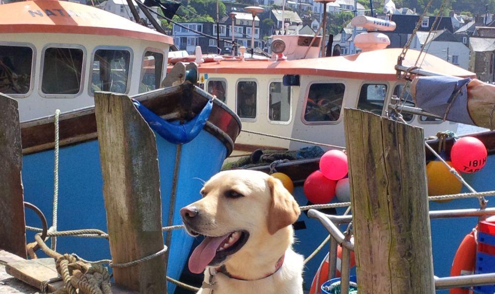 dog friendly holidays in Cornwall