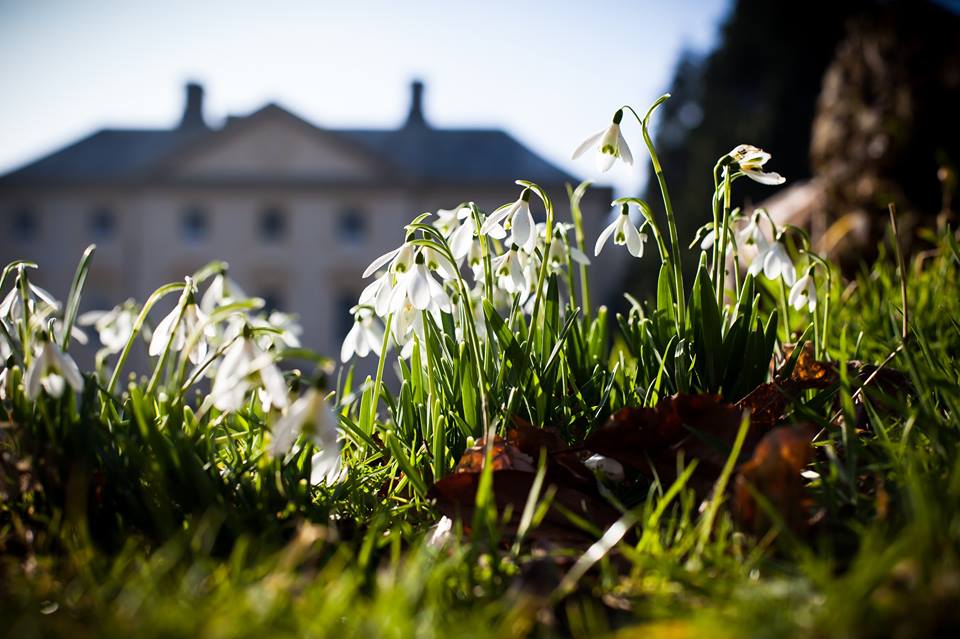 Snowdrops in Cornwall