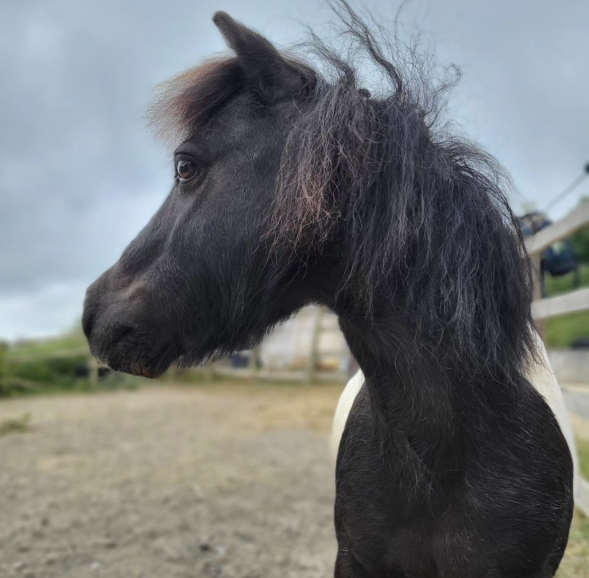 holiday in Cornwall with Shetland pony