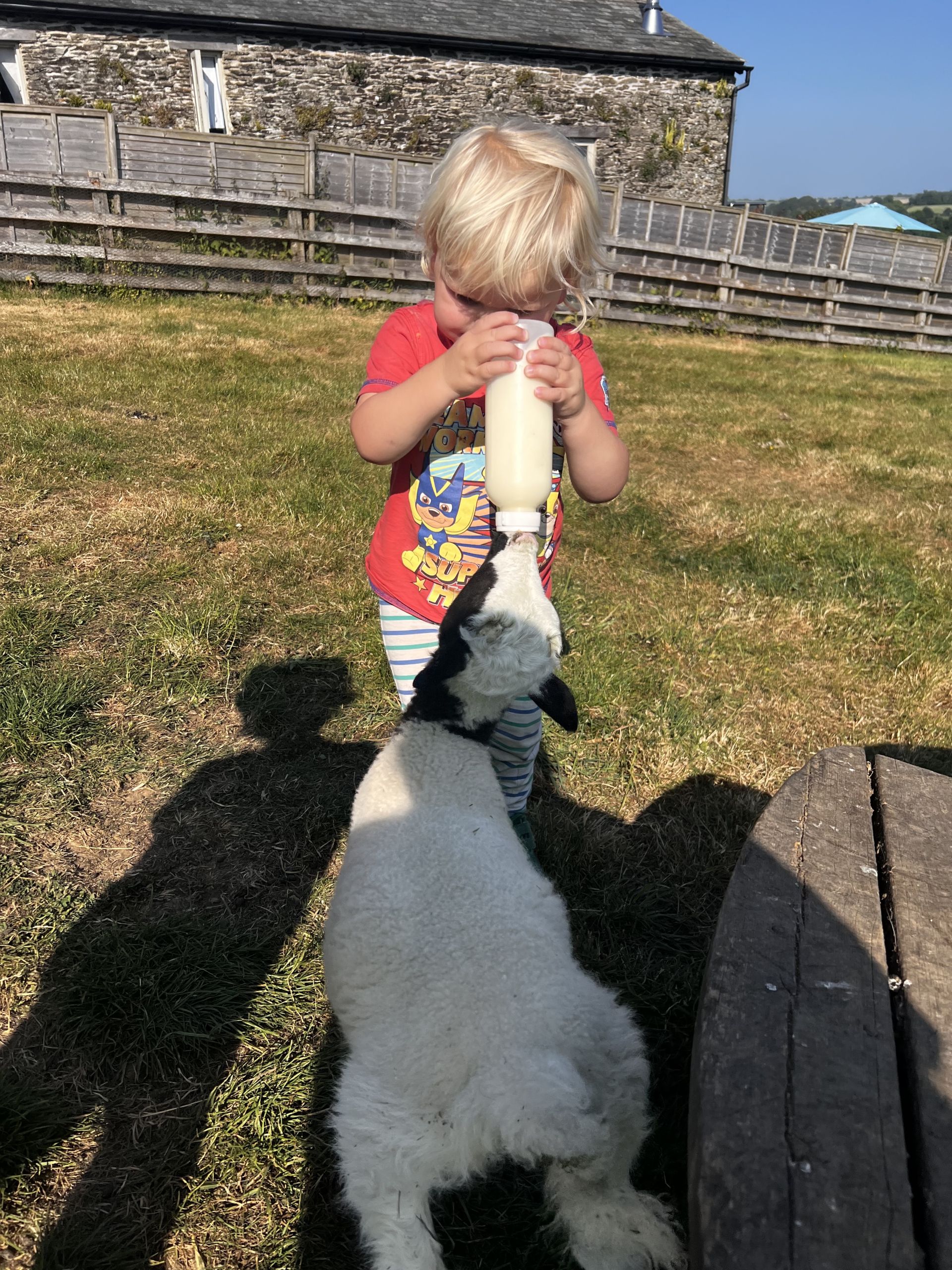 Holidays in Cornwall with animal feeding 