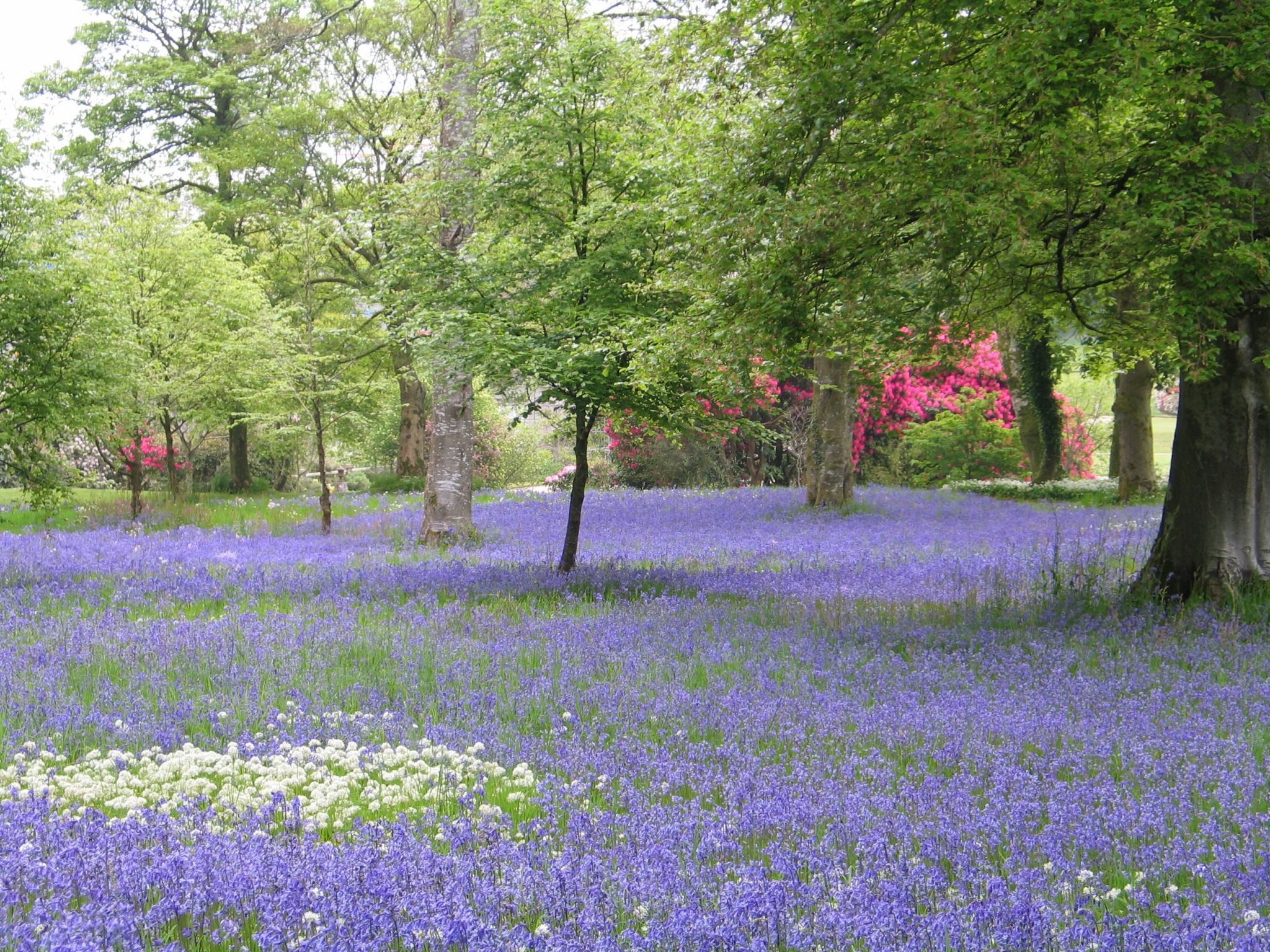 Bluebells at Pencarrow