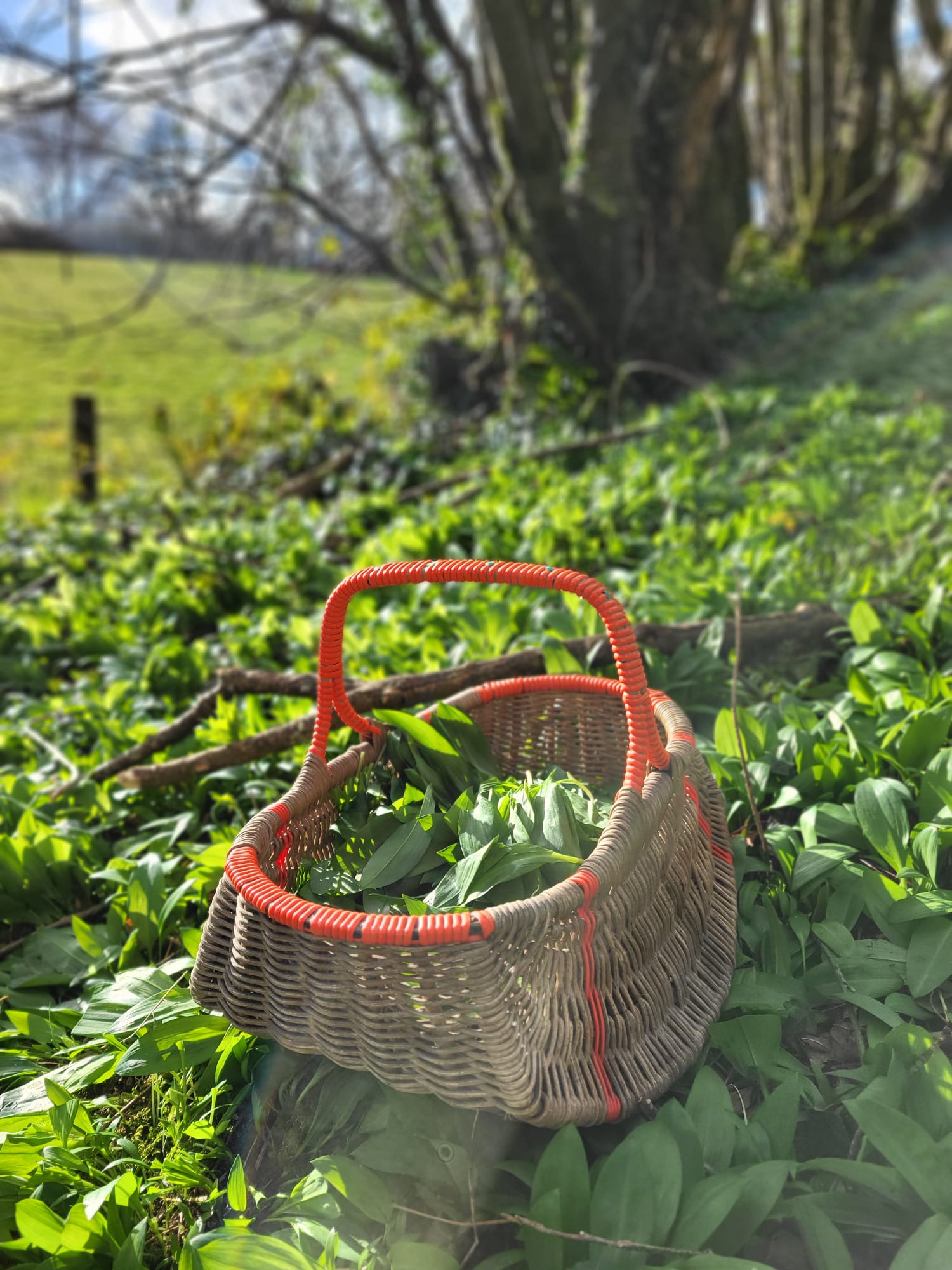 Foraged wild garlic at Treworgey