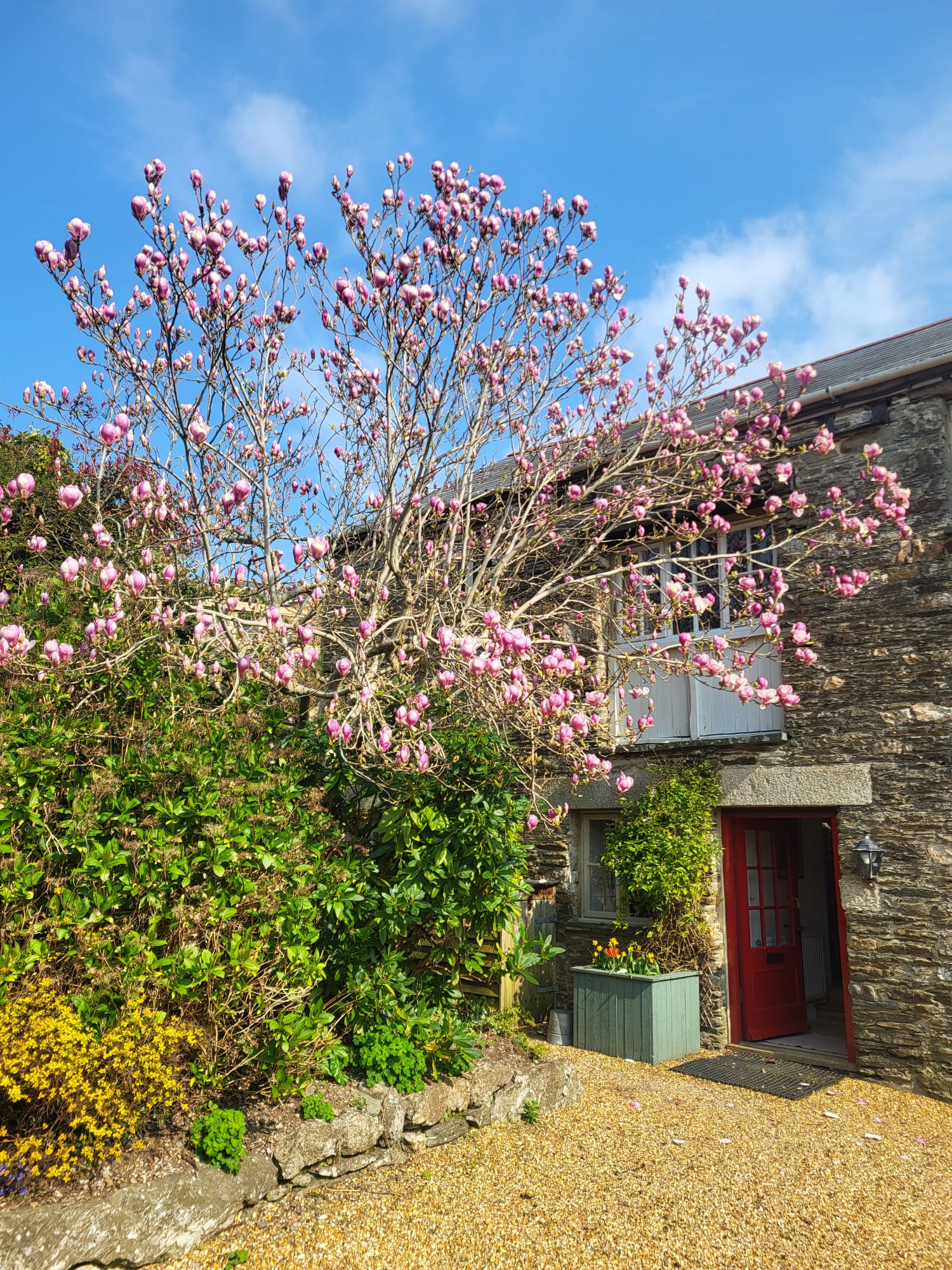 Magnolia tree at Treworgey Cottages