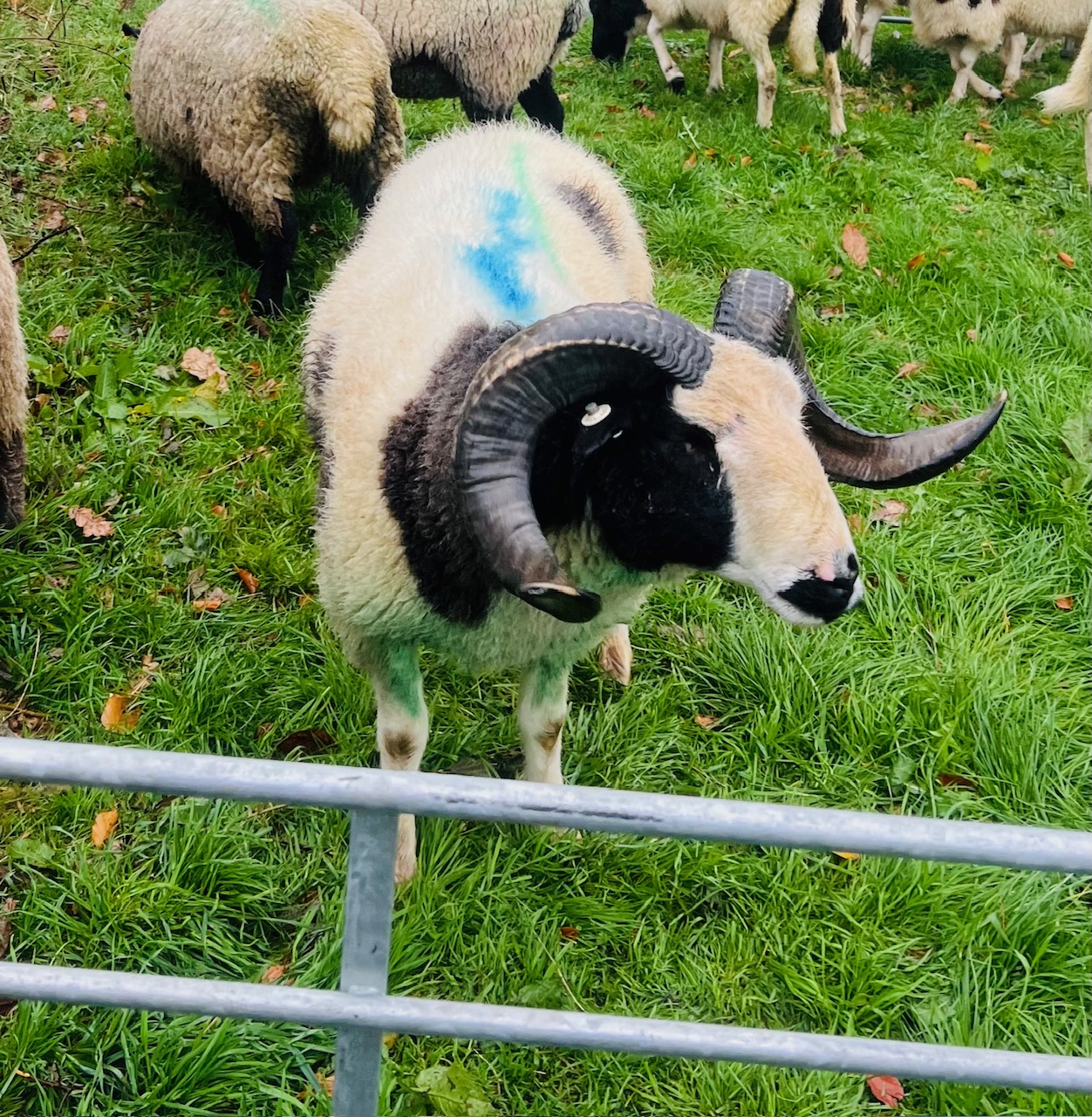 The ram at Treworgey
