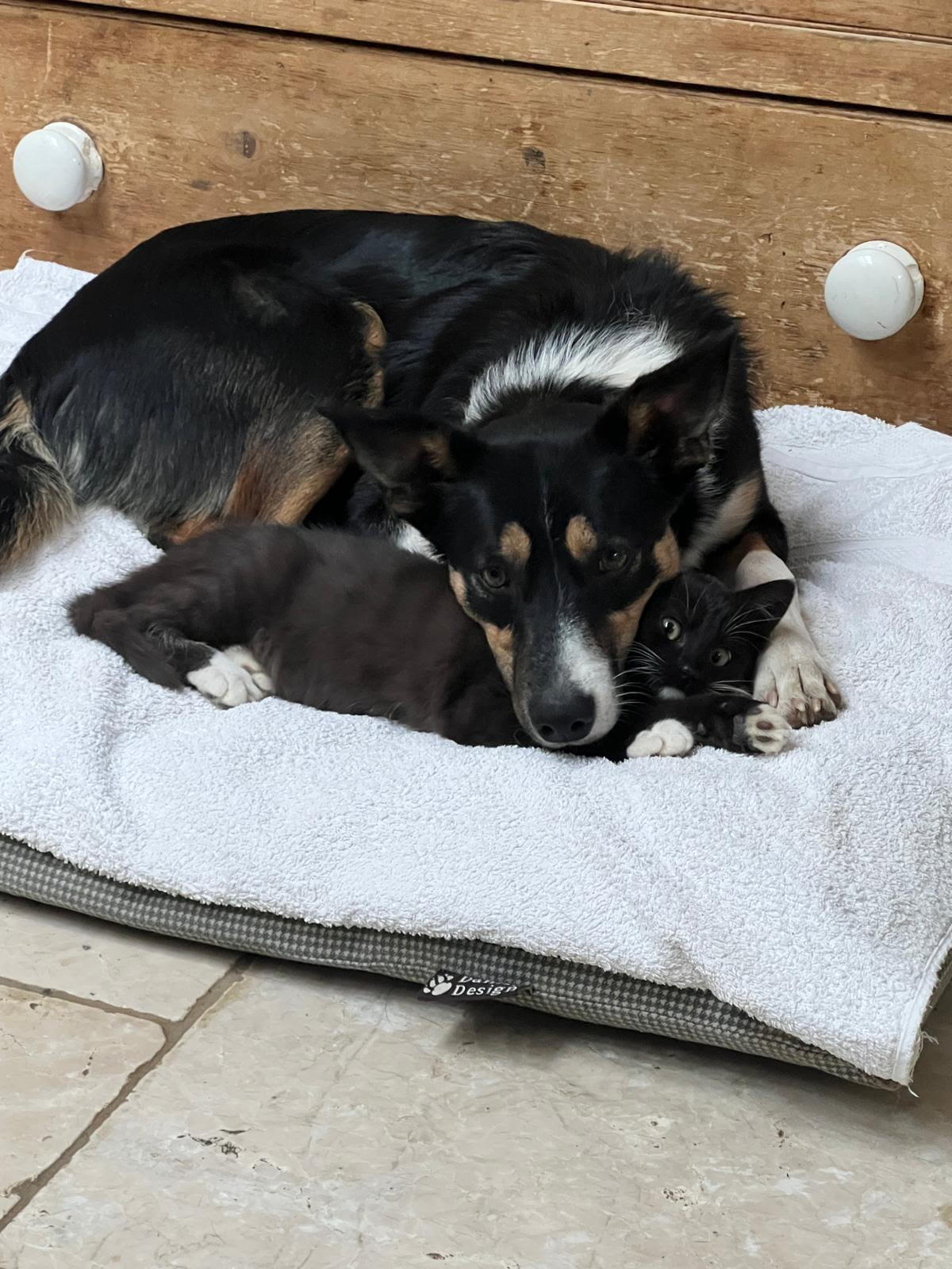 Tess the sheepdog