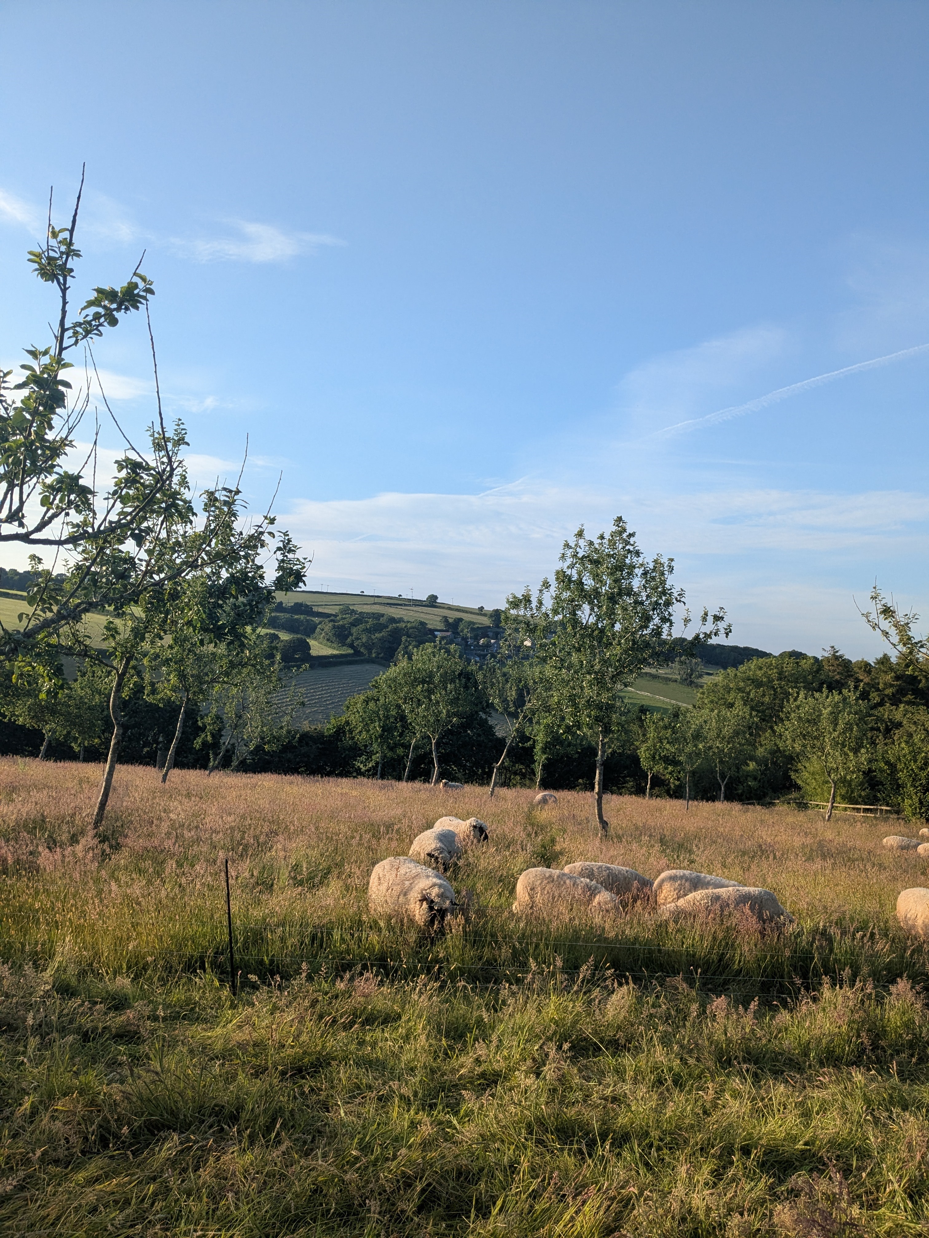 Natural cider in Cornwall 