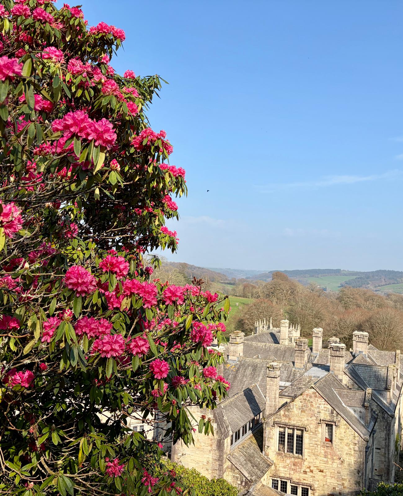 rhododendrons in cornwall