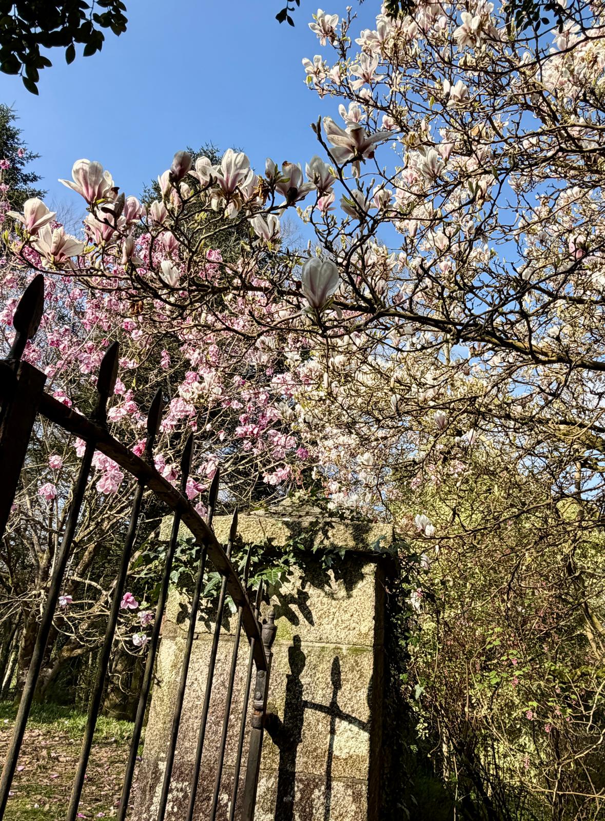 magnolias at Lanhydrock