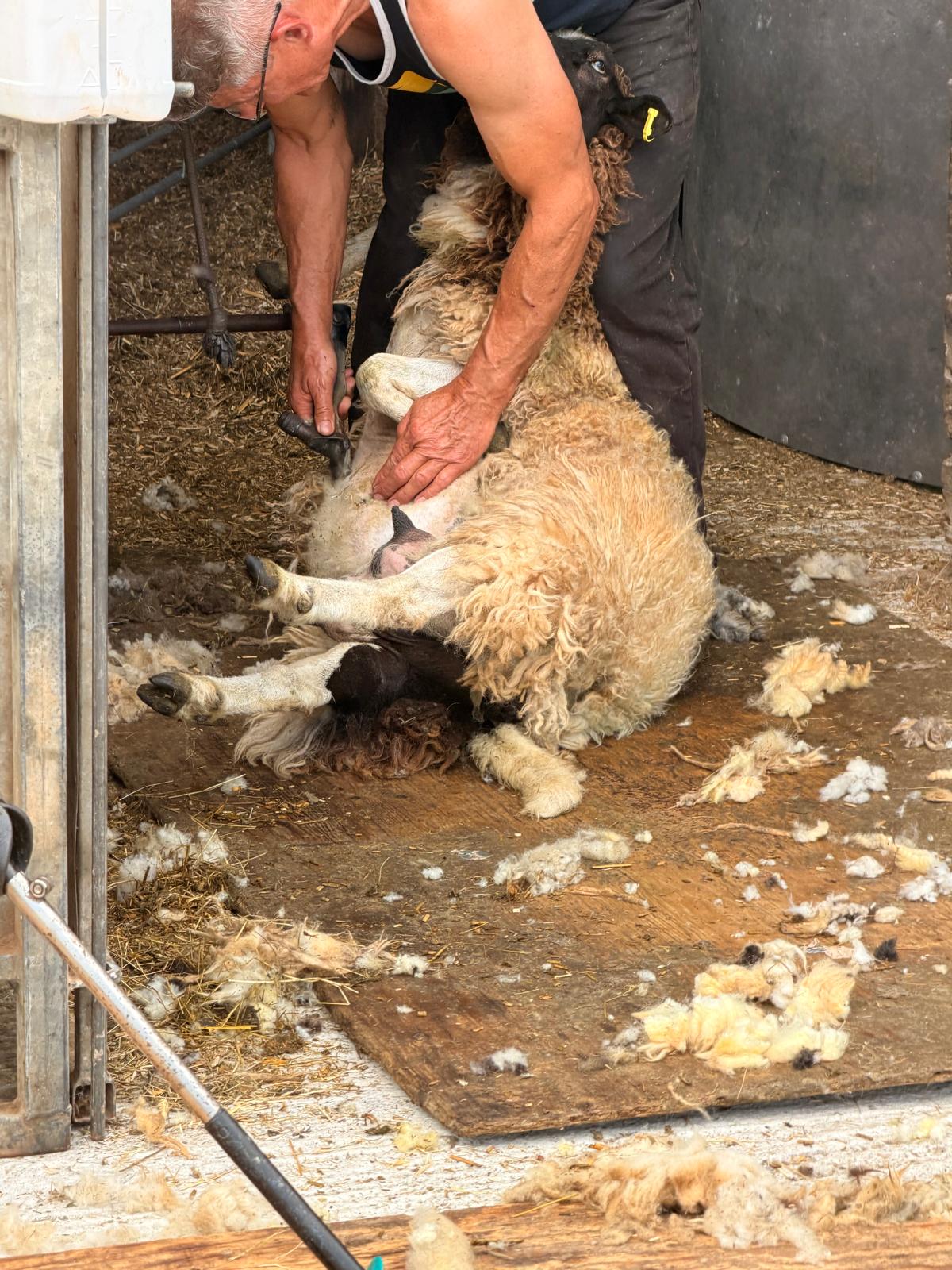 Cornish farm holidays luxury family farm holidays