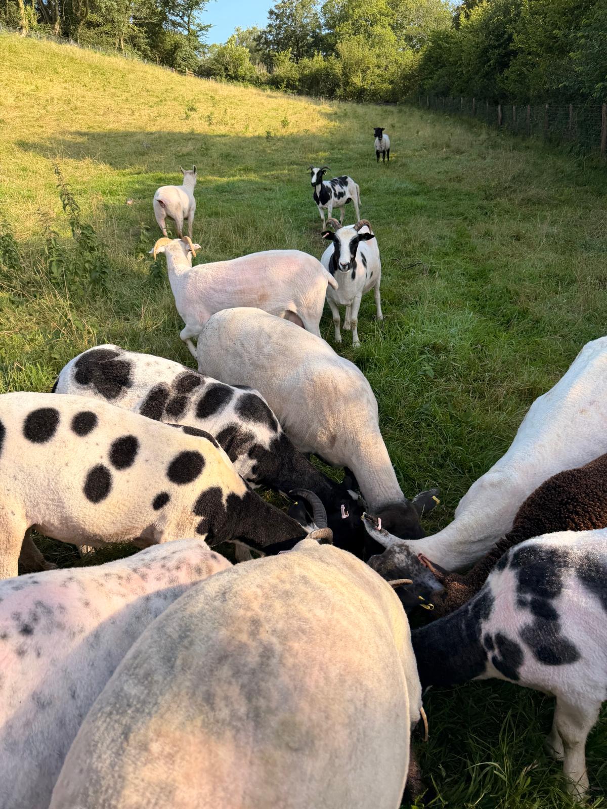 Cornish farm holidays luxury family farm holidays 