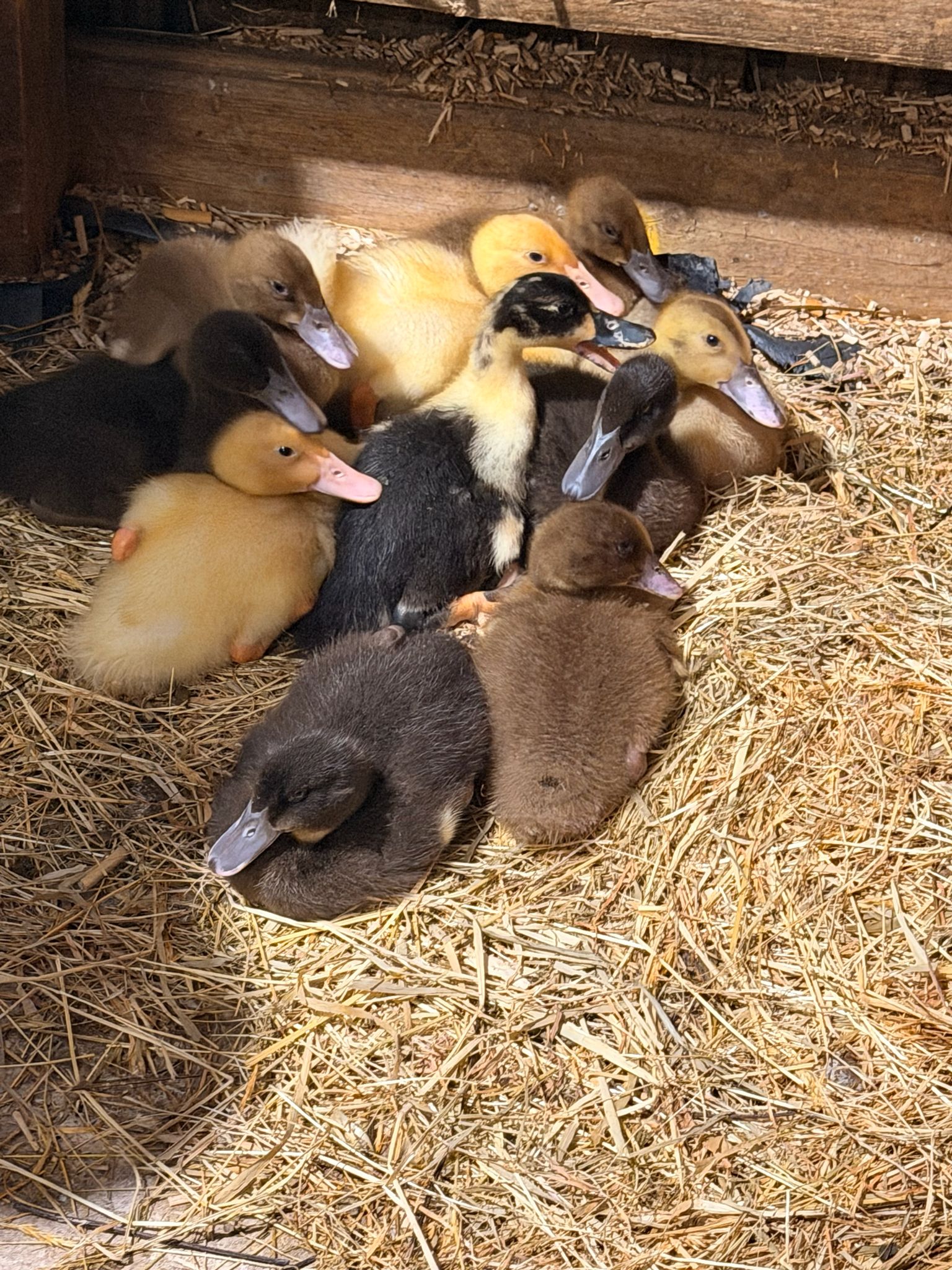 luxury family friendly holidays on a farm in Cornwall with animal feeding