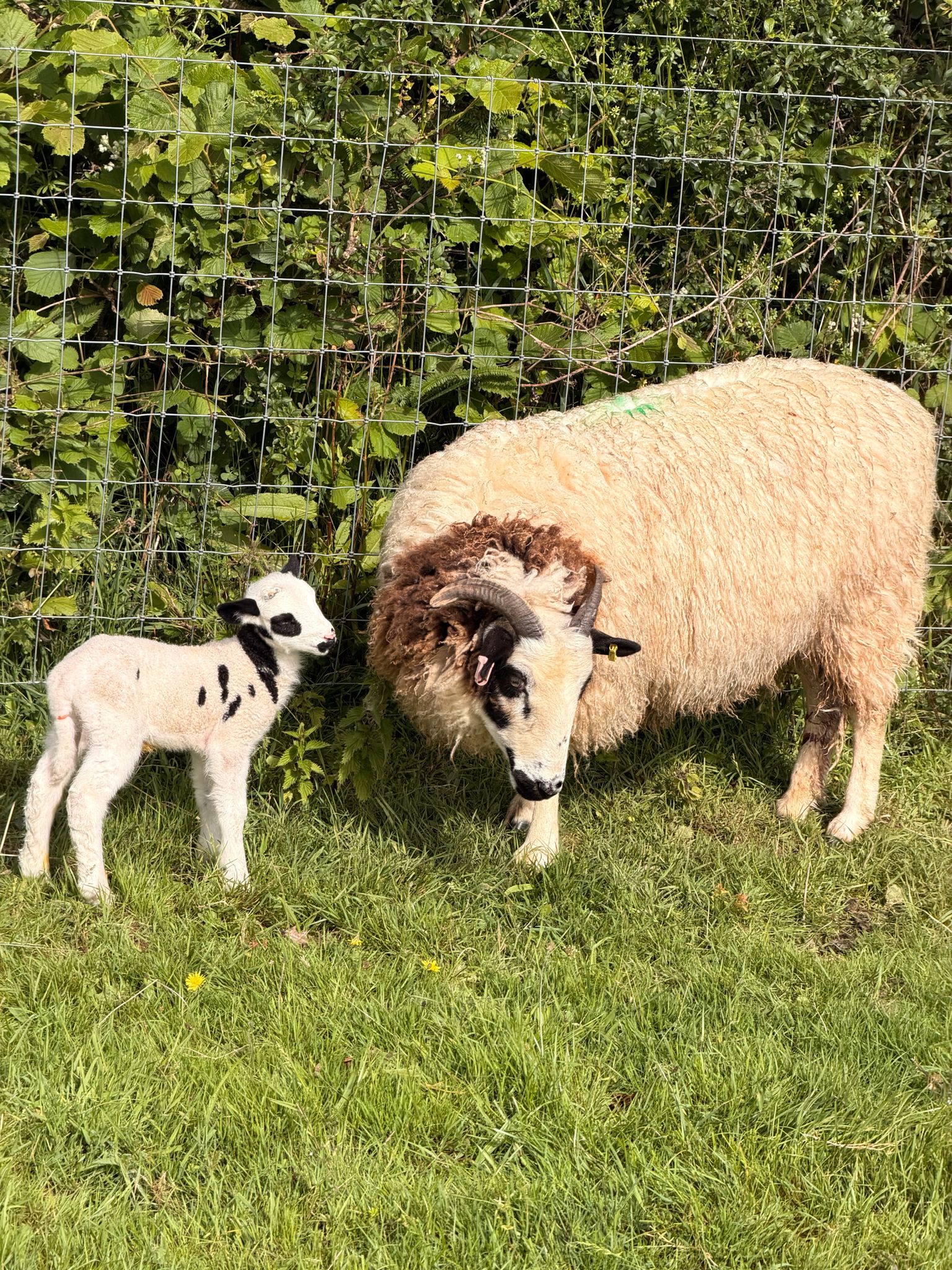 Cornish farm holidays luxury family farm holidays 