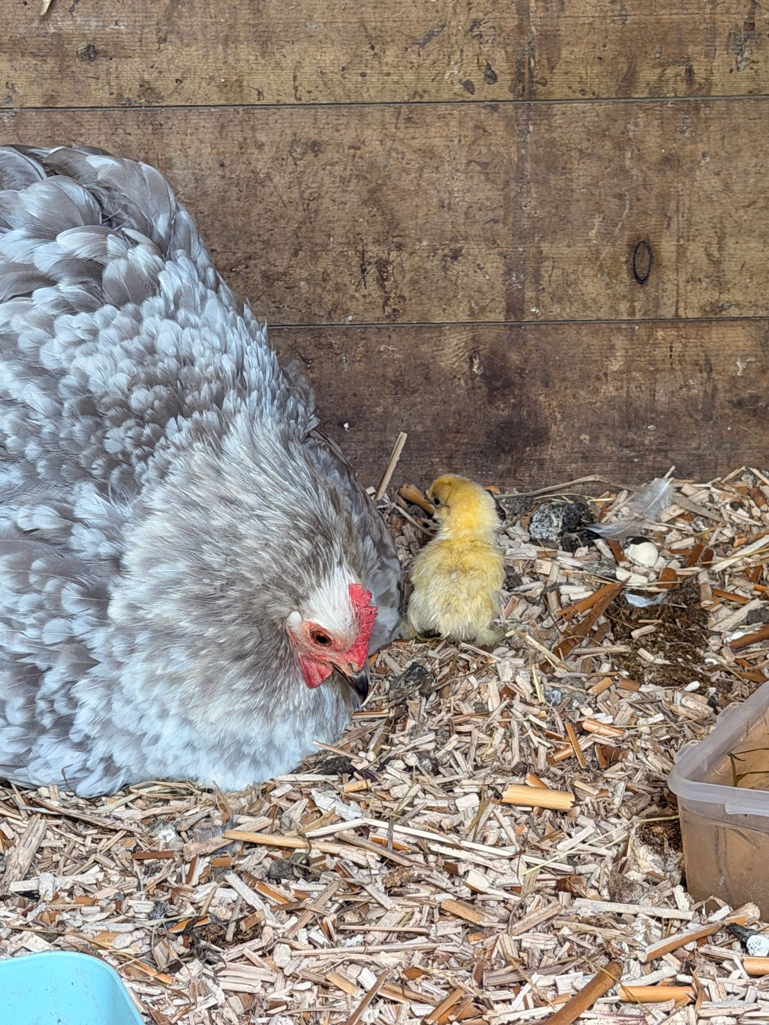luxury family friendly holidays on a farm in Cornwall with animal feeding