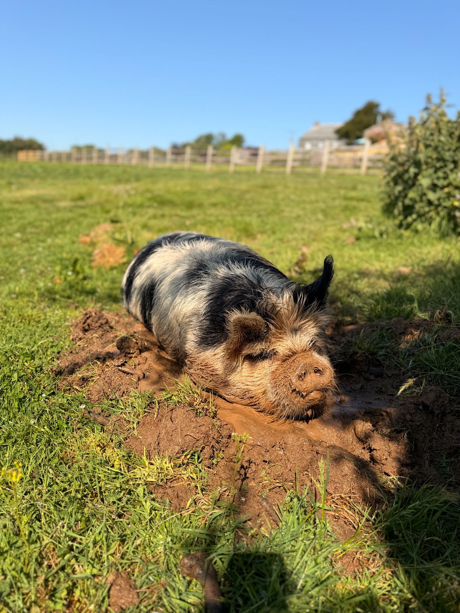 luxury family friendly holidays on a farm in Cornwall with animal feeding 