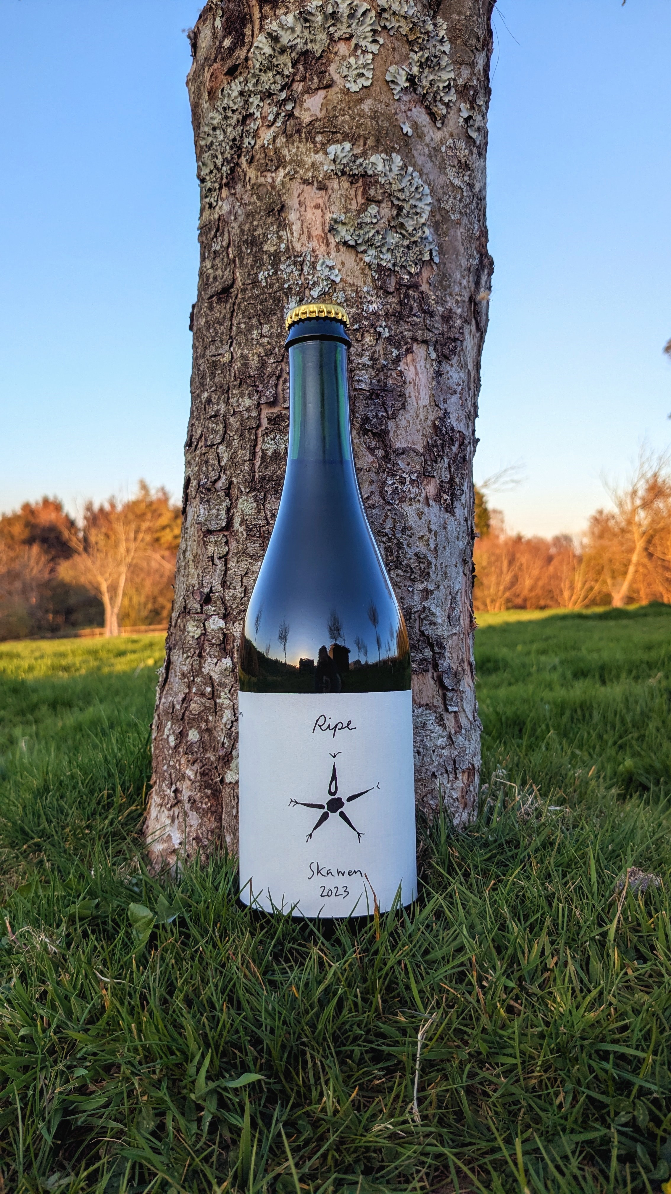 Ripe Cider near Treworgey in Cornwall